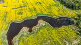 Rzepakowe pola widoczne z lotu ptaka, maj 2024 r. - zdjęcie 55