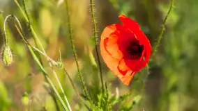 Czerwień mazurskich maków, czerwiec 2024 r. - zdjęcie 22