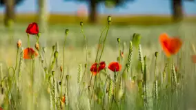 Czerwień mazurskich maków, czerwiec 2024 r. - zdjęcie 7