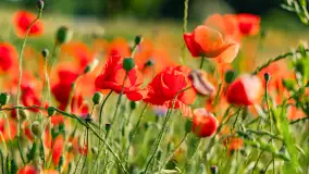 Czerwień mazurskich maków, czerwiec 2024 r. - zdjęcie 33