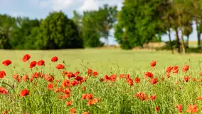 Czerwień mazurskich maków, czerwiec 2024 r. - zdjęcie 27