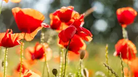 Czerwień mazurskich maków, czerwiec 2024 r. - zdjęcie 28