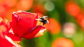 Czerwień mazurskich maków, czerwiec 2024 r. - zdjęcie 30