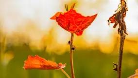 Mazury w wieczornych promieniach słońca, maj 2024 r. - zdjęcie 7