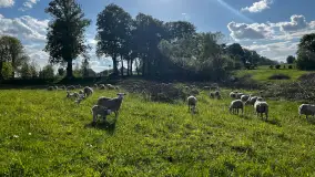Odkryj Smak Mazur: Wybierz Lokalne Produkty z Gospodarstwa Ekologicznego Mazurska Jagnięcina na Swój Rejs Jachtem - zdjęcie 17
