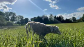 Odkryj Smak Mazur: Wybierz Lokalne Produkty z Gospodarstwa Ekologicznego Mazurska Jagnięcina na Swój Rejs Jachtem - zdjęcie 14