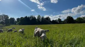 Odkryj Smak Mazur: Wybierz Lokalne Produkty z Gospodarstwa Ekologicznego Mazurska Jagnięcina na Swój Rejs Jachtem - zdjęcie 12