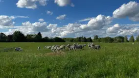 Odkryj Smak Mazur: Wybierz Lokalne Produkty z Gospodarstwa Ekologicznego Mazurska Jagnięcina na Swój Rejs Jachtem - zdjęcie 4