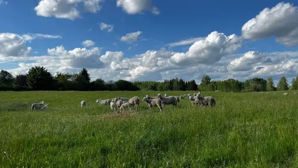 Odkryj Smak Mazur: Wybierz Lokalne Produkty z Gospodarstwa Ekologicznego Mazurska Jagnięcina na Swój Rejs Jachtem - zdjęcie 4