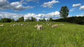 Odkryj Smak Mazur: Wybierz Lokalne Produkty z Gospodarstwa Ekologicznego Mazurska Jagnięcina na Swój Rejs Jachtem - zdjęcie 2