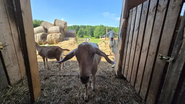 Chèvre au lait: Kozie Sery Tworzone z Pasją przez Panią Martę - zdjęcie 6