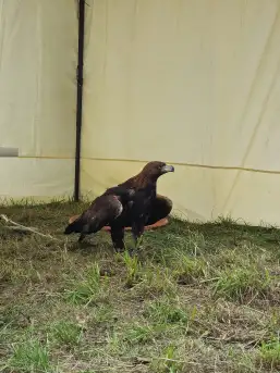 Średniowieczne klimaty gościły w Rynie na Mazurach - zdjęcie 45