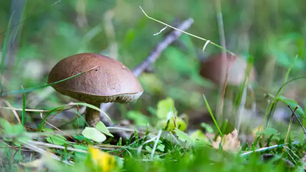 Grzybobranie z Ośrodkiem Wypoczynkowym Wodnik – Święto Lasu i Grzybów - zdjęcie 7
