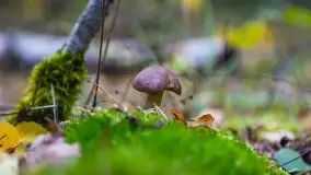 Grzybobranie z Ośrodkiem Wypoczynkowym Wodnik – Święto Lasu i Grzybów - zdjęcie 6