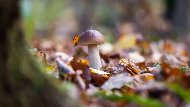 Grzybobranie z Ośrodkiem Wypoczynkowym Wodnik – Święto Lasu i Grzybów - zdjęcie 4