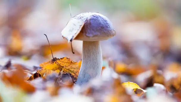 Grzybobranie z Ośrodkiem Wypoczynkowym Wodnik – Święto Lasu i Grzybów - zdjęcie 3