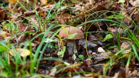 Grzybobranie z Ośrodkiem Wypoczynkowym Wodnik – Święto Lasu i Grzybów - zdjęcie 1