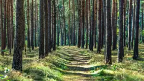 Puszcza Piska na początku września 2024 r. - zdjęcie 9