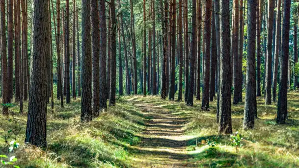 Puszcza Piska na początku września 2024 r. - zdjęcie 9