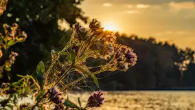 Puszcza Piska na początku września 2024 r. - zdjęcie 21