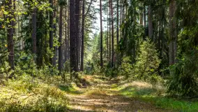 Puszcza Piska na początku września 2024 r. - zdjęcie 22