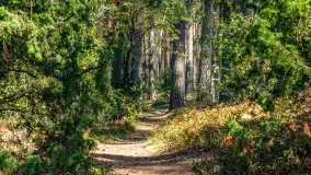 Puszcza Piska na początku września 2024 r. - zdjęcie 57