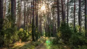 Puszcza Piska na początku września 2024 r. - zdjęcie 60