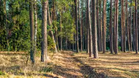 Puszcza Piska na początku września 2024 r. - zdjęcie 93