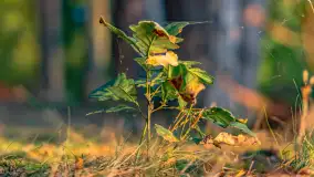 Puszcza Piska na początku września 2024 r. - zdjęcie 74