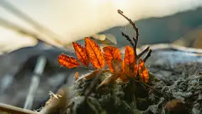 Puszcza Piska na początku września 2024 r. - zdjęcie 86