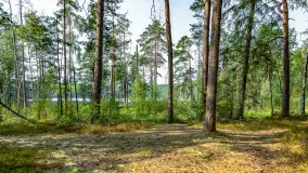 Puszcza Piska na początku września 2024 r. - zdjęcie 88