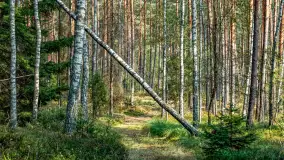 Puszcza Piska na początku września 2024 r. - zdjęcie 125