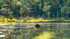 Puszcza Piska na początku września 2024 r. - zdjęcie 109