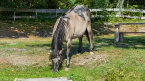 Koniki Polskie na bindudze Tarpan II, wrzesień 2024 r. - zdjęcie 16
