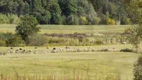 Fotorelacja z Mazurskiego Redyku w Sołdanach, październik 2024 - zdjęcie 29