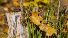Jesień nad jeziorem Niegocin, październik 2024 r. - zdjęcie 4