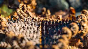 Kolory Mazur w drugiej połowie listopada, 2024 r. - zdjęcie 22