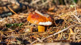 Kolory Mazur w drugiej połowie listopada, 2024 r. - zdjęcie 14