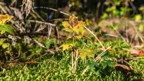 Podsumowanie mazurskiej, złotej jesieni 2024, cz. I - zdjęcie 31