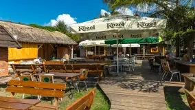 Tło dla Mew, sezon 2024 r. - zdjęcie 24