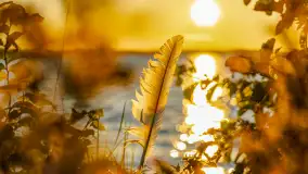 Sierpniowy zachód słońca, jezioro Kisajno i mazurska przyroda - zdjęcie 10