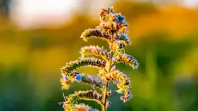 Sierpniowy zachód słońca, jezioro Kisajno i mazurska przyroda - zdjęcie 15