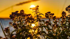 Sierpniowy zachód słońca, jezioro Kisajno i mazurska przyroda - zdjęcie 14