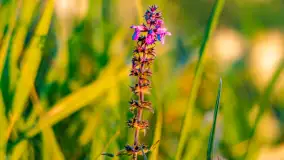 Sierpniowy zachód słońca, jezioro Kisajno i mazurska przyroda - zdjęcie 11