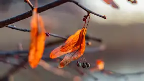 Wschód słońca nad jeziorem Dargin, most Sztynorcki, grudzień 2024 r. - zdjęcie 42