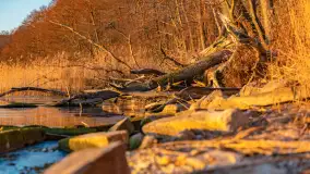 Wschód słońca nad jeziorem Dargin, most Sztynorcki, grudzień 2024 r. - zdjęcie 49