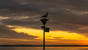 Wschód słońca nad jeziorem Niegocin w Wilkasach, grudzień 2024 r. - zdjęcie 20