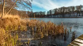 Łabędzi Ostrów w Pięknej Górze w zimowej aurze, styczeń 2025 r. - zdjęcie 23