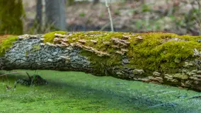 Przedwiośnie w Puszczy Boreckiej, kwiecień 2021 r. - zdjęcie 6