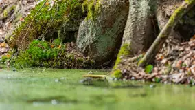 Przedwiośnie w Puszczy Boreckiej, kwiecień 2021 r. - zdjęcie 33